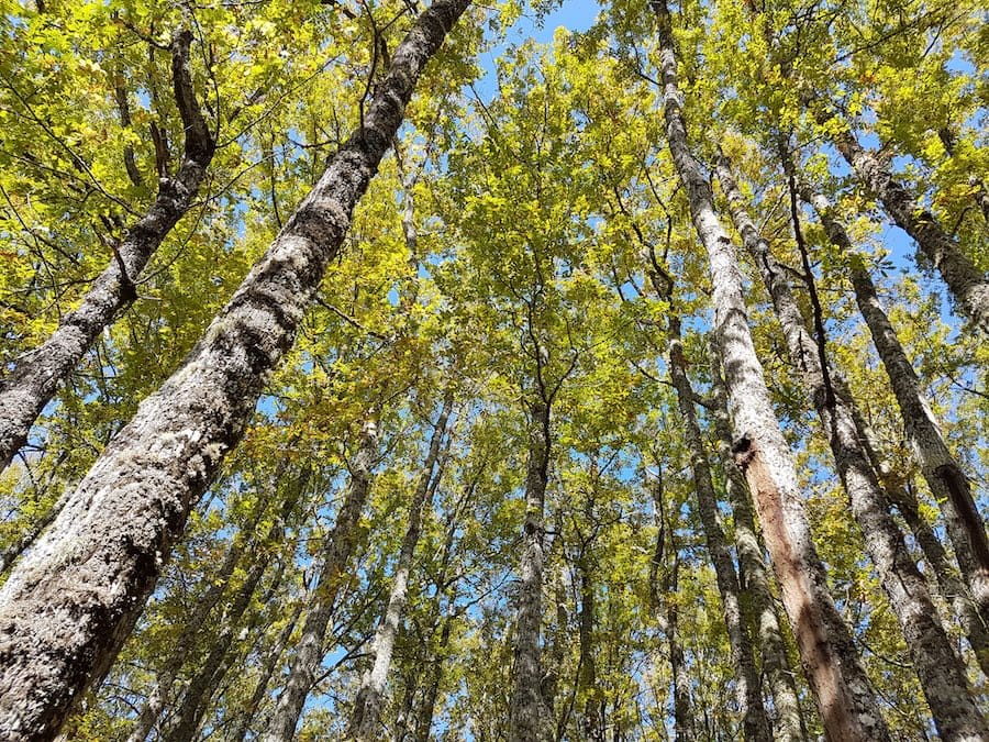 Bosco Malerba Nature